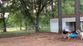 Funny dog video playing with child