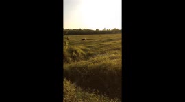 Pet husky dog chases buffalo across muddy field