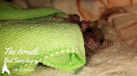 CUTE! Orphaned and rescued baby bat going to sleep after nursing♡ Amazing!