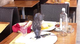 Pigeons Enjoy Restaurant Meal in Venice