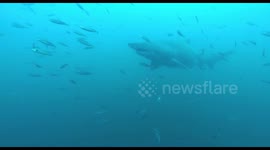 Sand Tiger Shark Encounter