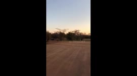 Cheetha catch antelope