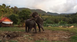 Teenage elephant