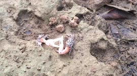Fiddler crabs fight