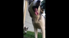 playing with lovely Husky