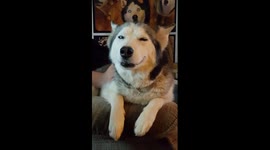 Sleepy Siberian Husky want to watch TV