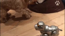 Real dog Vs. robot dog: cutest confrontation in UK home