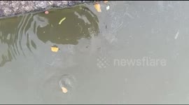 Fish Eating Vagitable food