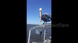 Pelican hitches a ride on roof of crowded tour boat .