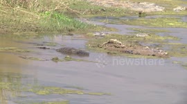 A Stork, a Fish, and a Hungry Crocodile