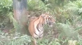 Indonesian oil workers fear for lives after tiger spotted inside operations area