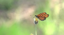 Orange butterfly on a wildflower.
