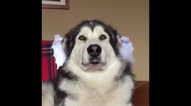 Boo! - Ebony's halloween ghost ear puppets