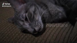 Cat Twitches in Its Sleep