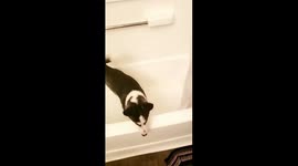 Adorable Husky loves to play in bathtub