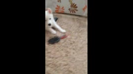 Husky Puppy fight with hair brush