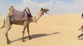 Little Boy Pull African Camel In Wadi El Rayan