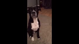 Dog opens door