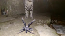 Brave cat takes on huge spider outside home in Indonesia