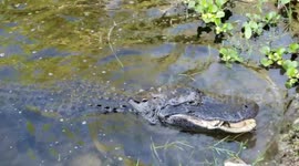 Alagator Devours Turtle!