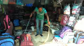 Deadly viper rescued from a bag shop in southeast India