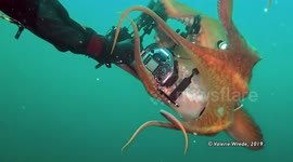 Giant Pacific octopus attempts to steal scuba diver's camera during incredible close encounter