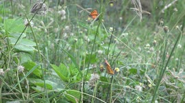 Orange butterflies on wildflowers.