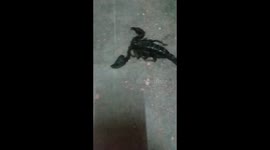 Scorpions Black