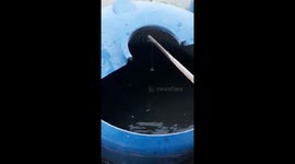 Strange Vietnamese 'cannon fish' spit water with perfect aim at their prey