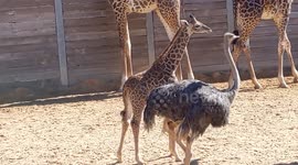 Baby giraffe becomes best friends with an ostrich at Houston Zoo