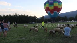Tourists pose with sheep at hot air balloon festival in northern Thailand