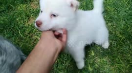 cute husky puppies :)