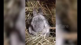Woman calls for fireworks to be banned after her pet rabbit was scared to death by the bangs