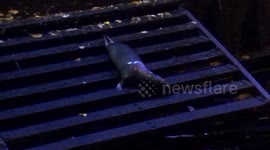 Surprising footage of adorable seal caught exploring banks of the River Clyde in Glasgow