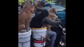 6 Dogs on a scooter in Bali