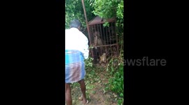 Indian prankster teases trapped leopard, leopard bites back