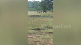 Villagers in India chase around elephant damaging their crops in dramatic video