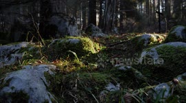 Into the woods opening scene