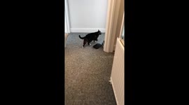 Smaller cat blep 2. The sequel.