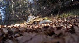 Close up of someone walking on fallen leafs