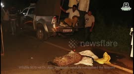 Leopard badly injured in car accident rescued by wildlife sanctuary in India
