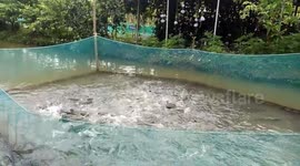 Tourists enjoy watching trained 'flying' fish jump out of pool to get food