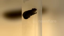 Newsflare Edit - Newsflare Edit - imagine going to brush my teeth and this little guys chilling rent free... https://t.co/yKLuWgtZF3