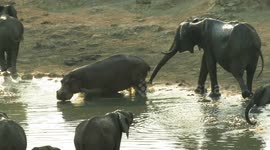 Sneaky hippo wades into elephant watering hole to displeasure of bull elephant