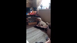 Butch the Jack Russell puppy Barking mad at the tv