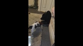 Rottweiler plays with puppy