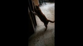 Kitty Night Entertain Game ' long robe '