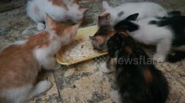Interesting Breakfast For Baby Cats