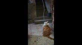 Bizzar Kitty Finger Play With Long Robe