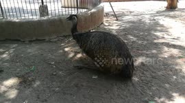 Emu Tries To Capture Her Breath After Long Walk In Zoo